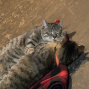 Macho Man, a Brown, Dark-grey, Black Domestic Shorthair Cat