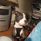 King Blue, a Blue Pit Bull Bullie Dog