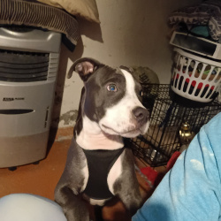 {petName}, a Blue Pit Bull Bullie Dog